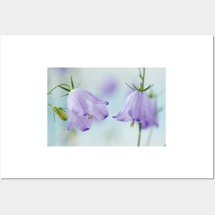 Campanula rotundifolia  Common harebell Posters and Art